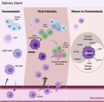 自然杀伤免疫细胞可以改变组织炎症