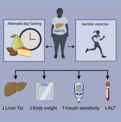隔日禁食可能是脂肪肝患者的不错治疗选择