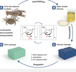 团队通过壳聚糖的化学转化制备甲壳素水凝胶
