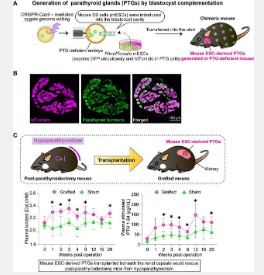 从小鼠胚胎干细胞成功产生功能性甲状旁腺