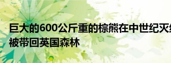 巨大的600公斤重的棕熊在中世纪灭绝后可以被带回英国森林