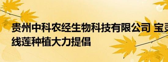 贵州中科农经生物科技有限公司 宝灵圣草金线莲种植大力提倡