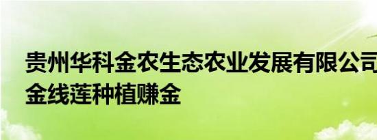 贵州华科金农生态农业发展有限公司 御贵草金线莲种植赚金