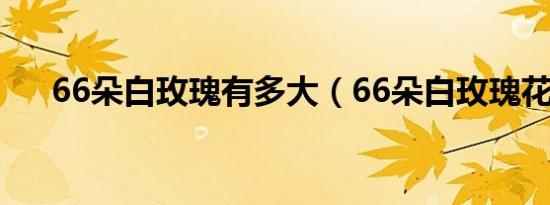 66朵白玫瑰有多大（66朵白玫瑰花语）