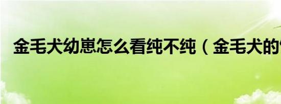 金毛犬幼崽怎么看纯不纯（金毛犬的饲养）