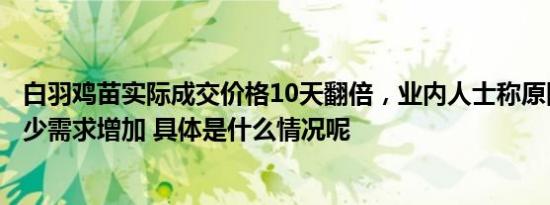 白羽鸡苗实际成交价格10天翻倍，业内人士称原因是供给减少需求增加 具体是什么情况呢