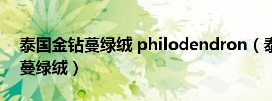 泰国金钻蔓绿绒 philodendron（泰国金钻蔓绿绒）