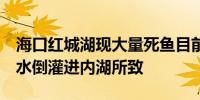 海口红城湖现大量死鱼目前已捞出8吨疑为海水倒灌进内湖所致