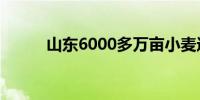 山东6000多万亩小麦进入收获期