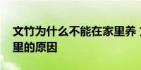 文竹为什么不能在家里养 文竹为不能养在家里的原因