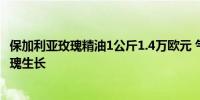 保加利亚玫瑰精油1公斤1.4万欧元 气候变化影响保加利亚玫瑰生长