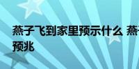 燕子飞到家里预示什么 燕子飞进家里有什么预兆