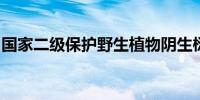 国家二级保护野生植物阴生桫椤孢子克隆成功