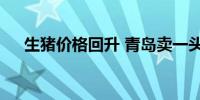 生猪价格回升 青岛卖一头猪赚约500元