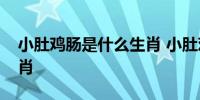 小肚鸡肠是什么生肖 小肚鸡肠是属于什么生肖