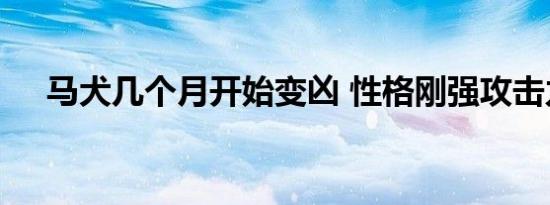 马犬几个月开始变凶 性格刚强攻击力强