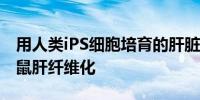 用人类iPS细胞培育的肝脏类器官可改善实验鼠肝纤维化