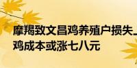 摩羯致文昌鸡养殖户损失上千万元 每只文昌鸡成本或涨七八元