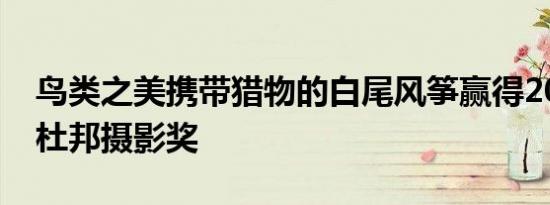 鸟类之美携带猎物的白尾风筝赢得2022年奥杜邦摄影奖