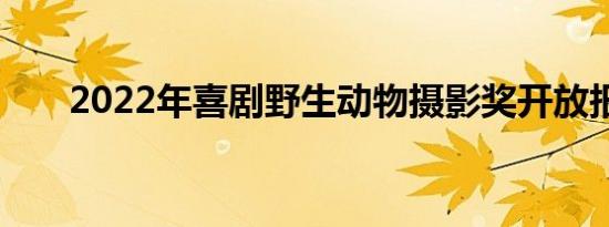 2022年喜剧野生动物摄影奖开放报名