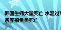 韩国生蚝大量死亡 水温过高致韩国超4900万条养殖鱼类死亡