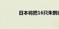 日本将把16只朱鹮归还中国