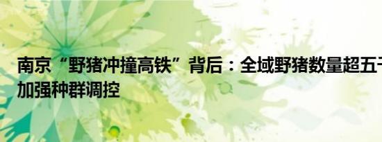 南京“野猪冲撞高铁”背后：全域野猪数量超五千只专家吁加强种群调控