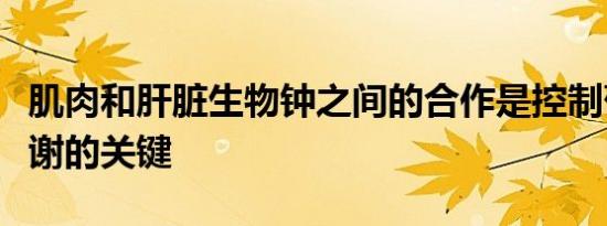 肌肉和肝脏生物钟之间的合作是控制葡萄糖代谢的关键