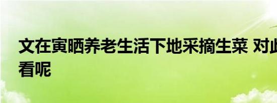 文在寅晒养老生活下地采摘生菜 对此你怎么看呢