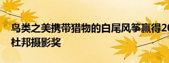 鸟类之美携带猎物的白尾风筝赢得2022年奥杜邦摄影奖